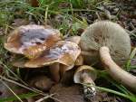 Brandiger Ritterling-Tricholoma ustale