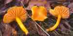 Honigsaftling-Hygrocybe reidii