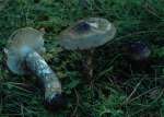 Finnischer Schneckling-Hygrophorus korhonenii
