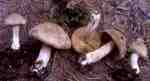 Silbrigbeschleierter Risspilz-Inocybe leucoblema
