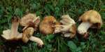 Zweifarbiger Risspilz-Inocybe putilla