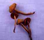 Dunkler Lacktrichterling-Laccaria purpureobadia