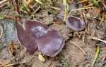 Blauvioletter Erdbecherling-Peziza celtica