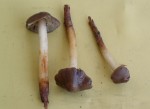 Dickfleischiger Wurzelschnitzling-Phaeocollybia lugubris