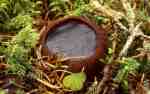 : Sarcosoma-Sarcosoma globosum
