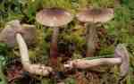 Schuppenstieliger Erd-Ritterling-Tricholoma atrosquamosum var. squarrulosum