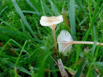 Orangegelber Heftelnabeling-Rickenella fibula