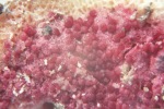 ? Schmarotzerpustelpilz-Hypomyces rosellus