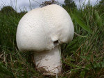 Grosssporiger Riesenchampignon-Agaricus urinascens
