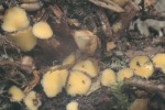 Braungelbes Linsenbecherchen-Podophacidium xanthomelum