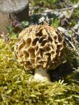 Rundmorchel-Morchella esculenta var. rotunda
