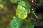 : Blattfallkrankheit-Drepanopeziza punctiformis