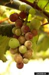 Echter Wein-Mehltau-Erysiphe necator