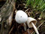 Schneeweisser Tintling-Coprinopsis nivea