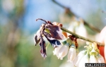 Amerikanisches Heidelbeer-Fruchtbecherchen-Monilinia vaccinii-corymbosi