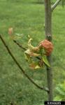 : Wucherling-Taphrina deformans