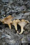 Glatter Pfifferling-Cantharellus lateritius