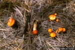 Orangegelber Lärchenschneckling-Hygrophorus speciosus