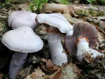 Weissvioletter Dickfuss-Cortinarius alboviolaceus