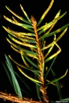Alpenrosenrost-Chrysomyxa ledi var. ledi