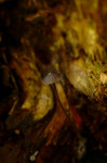 Weissmilchender Schwarzhelmling-Mycena galopus var. nigra