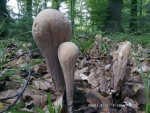 Herkules-Keule-Clavariadelphus pistillaris