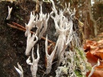 Geweihförmige Holzkeule-Xylaria hypoxylon