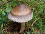 Zweifarbiger Scheidenstreifling-Amanita battarrae