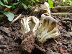 Grauweiße Lorchel-Helvella costifera