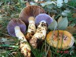 :-Cortinarius caligatus