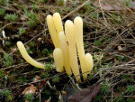 Heide-Keule-Clavaria argillacea