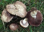 Kupferbrauner Egerling-Agaricus cupreobrunneus