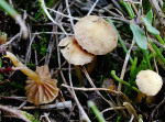 Zwergackerling-Agrocybe pusiola