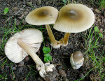 Dickscheidiger Scheidenstreifling-Amanita pachyvolvata