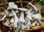 Beschleierter Zwitterling-Asterophora parasitica