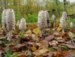 Schopftintling-Coprinus comatus