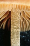 Gerieftes Samthäubchen-Conocybe rickeniana