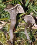 Filziger Nabeling-Omphalina griseopallida