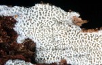 Netziger Wachsporling-Ceriporia reticulata