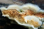 Orange Fältlingshaut-Leucogyrophana mollusca