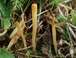 : Clavaria-Clavaria flavipes