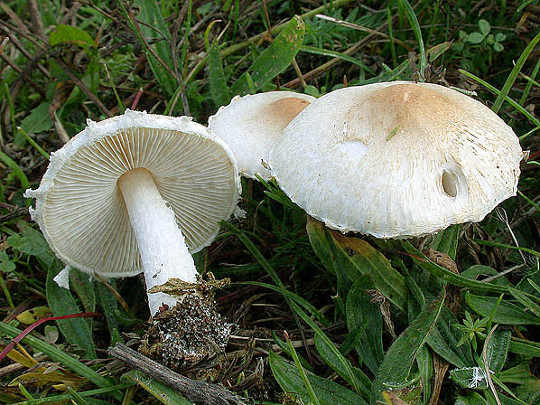 Rettichschirmling-Lepiota erminea