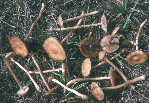 Sumpfwiesenackerling-Agrocybe elatella