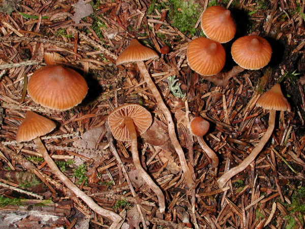 Spitzer Wasserkopf-Cortinarius acutus