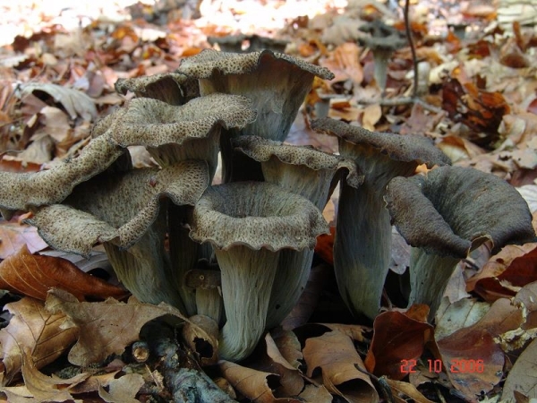 Totentrompete-Craterellus cornucopioides