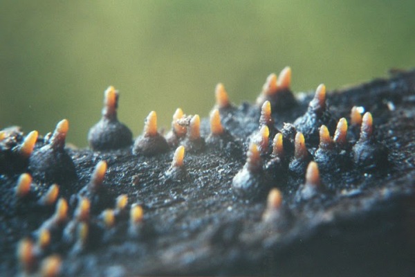 Ceratosphaeria lampadophora