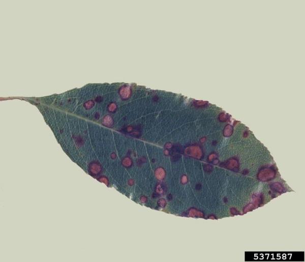 Mycosphaerella cerasella