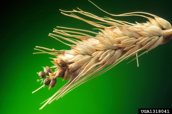 Tilletia controversa