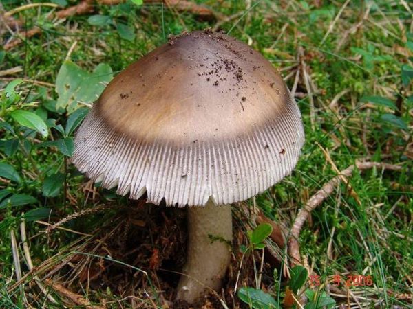 Zweifarbiger Scheidenstreifling-Amanita battarrae