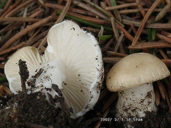 Wurzelnder Schönkopf-Calocybe constricta